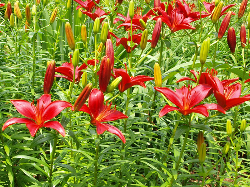 Asiatic Lily - Terralens