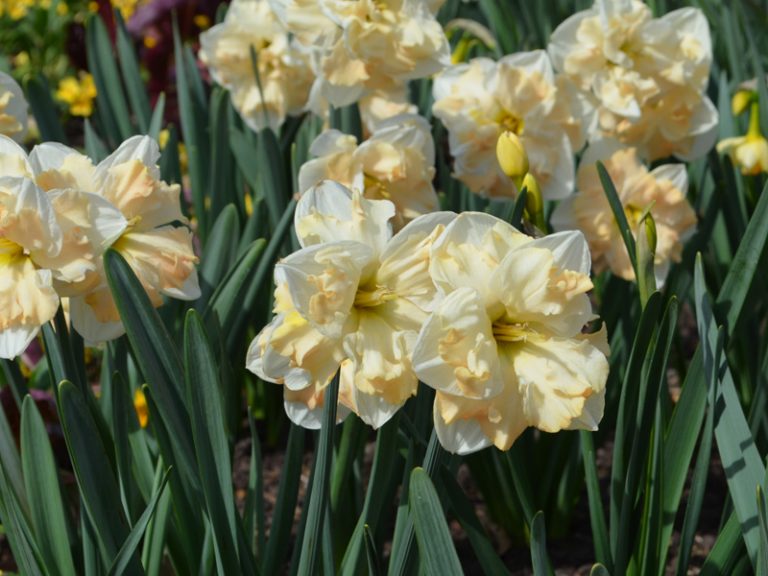 Jonquil Daffodils Terralens