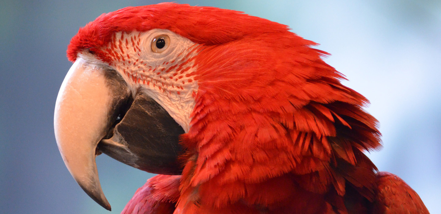 Macaw - Terralens